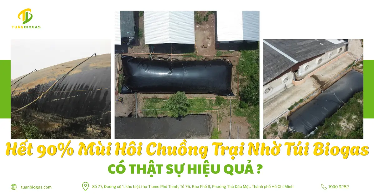 Chuồng Trại Hết Mùi Hôi Nhờ Túi Biogas: Sự Thật Đằng Sau Con Số 90%